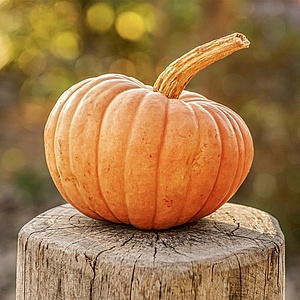 Einladung zum Kürbisschnitzen